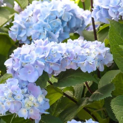 Blue Enchantress® Hydrangea -Garden Oasis BLue Enchantress Hydrangea 1 BB
