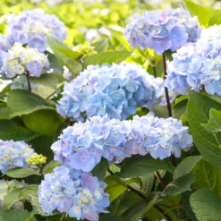 Blue Enchantress® Hydrangea -Garden Oasis BLue Enchantress Hydrangea 2 FGT