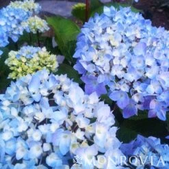 Blue Enchantress® Hydrangea -Garden Oasis BLue Enchantress Hydrangea 4 FGT