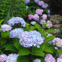 Blue EnchantressĀ® Hydrangea