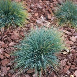 Blue Fescue Grass 6 Blue Fescue Grass -Garden Oasis BLue Fescue Grass 3 FGT