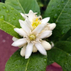 Buddha's Hand Citron 10 Buddha's Hand Citron -Garden Oasis BUddhas Hand Citrus 4