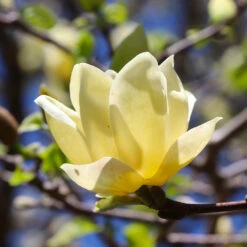 Magnolia 'Butterflies' Tree -Garden Oasis BUtterflies Magnolia 3 FGT
