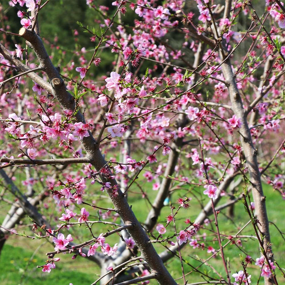 Babcock Peach Tree 3 Babcock Peach Tree - Image 3