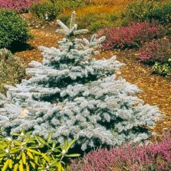 Baby Blue Spruce Tree -Garden Oasis Baby Blue 2
