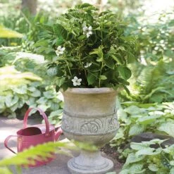 Bushel And Berry® Baby Cakes Blackberry® -Garden Oasis Baby Cakes Blackberry 1