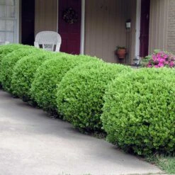 Baby Gem™ Boxwood Shrub -Garden Oasis Baby Gem 2