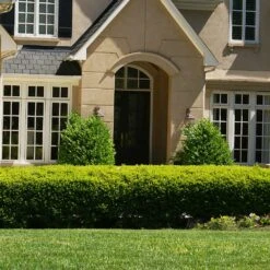 Baby Gem™ Boxwood Shrub -Garden Oasis Baby Gem 4