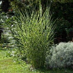 Miscanthus Bandwidth (Chinese Silver Grass) -Garden Oasis Bandwidth Maiden Grass 1