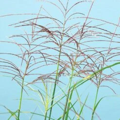 Miscanthus Bandwidth (Chinese Silver Grass) -Garden Oasis Bandwidth Maiden Grass 2