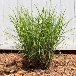 Miscanthus Bandwidth (Chinese Silver Grass) -Garden Oasis Bandwidth Maiden Grass 4