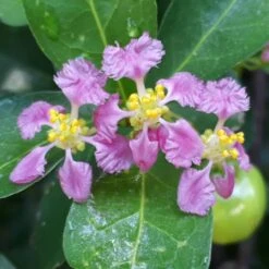 Barbados 'Acerola' Cherry -Garden Oasis Barbadoes Cherry 1