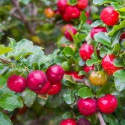 Barbados 'Acerola' Cherry -Garden Oasis Barbadoes Cherry 2 FGT