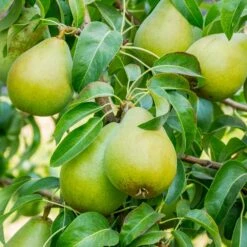 3-in-1 Pear Surprise Tree -Garden Oasis Bartlett Pear 3 BB cffe79ad 8c4e 4fb5 b06a af3499a19721