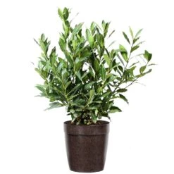 Bay Laurel -Garden Oasis Bay Laurel 3G Delilah Brown pot