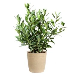 Bay Laurel -Garden Oasis Bay Laurel 3G Delilah Tan pot