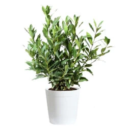 Bay Laurel -Garden Oasis Bay Laurel 3G Delilah White pot