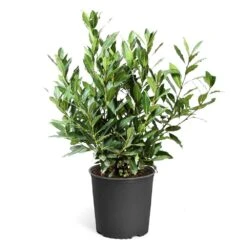 Bay Laurel -Garden Oasis Bay Laurel 3G standard pot