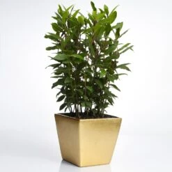Bay Laurel -Garden Oasis Bay Laurel Shrub FGT