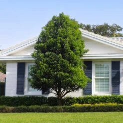 Bay Laurel -Garden Oasis Bay Laurel Shrub FGT 4 4fc2d6b2 8cf4 4dcb 83d8 7a36a4f2402f