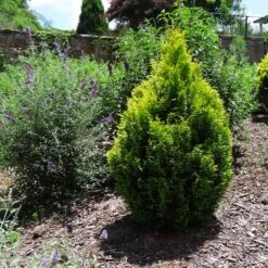 Berckman's Gold Arborvitae 8 Berckman's Gold Arborvitae -Garden Oasis Berckmans Arborvitae 1 FGT