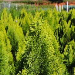 Berckman's Gold Arborvitae 9 Berckman's Gold Arborvitae -Garden Oasis Berckmans Arborvitae 8