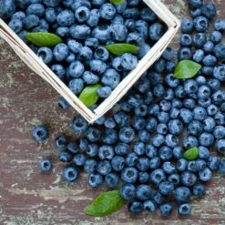 Biloxi Blueberry Bush -Garden Oasis Biloxi Blueberry 1