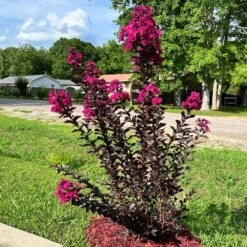 Black Diamond® Crape Myrtle - Mystic Magenta™ -Garden Oasis Black Diamon Magestic magenta Crape Myrtle31