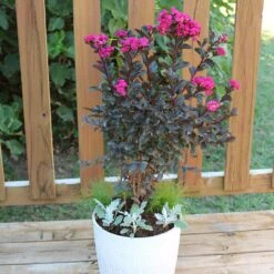Black Diamond® Crape Myrtle - Mystic Magenta™ -Garden Oasis Black Diamon Magestic magenta Crape Myrtle 1