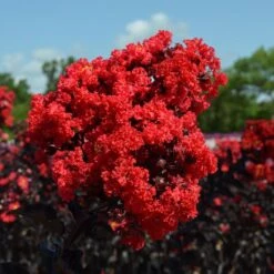 Black Diamond® Crape Myrtle - Best Red™ -Garden Oasis Black Diamond Crape Myrtle 3 FGT
