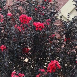 Black Diamond® Crape Myrtle - Best Red™ -Garden Oasis Black Diamond Crape Myrtle 6 FGT