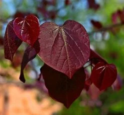 Black Pearl™ Redbud Tree -Garden Oasis Black Pearl Redbud Tree 450 D1