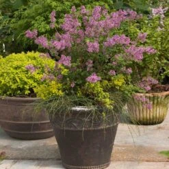 Bloomerang® Lilac Shrub 12 Bloomerang® Lilac Shrub -Garden Oasis Bloomerang Lilac Shrub 1