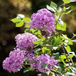 Bloomerang® Lilac Shrub 10 Bloomerang® Lilac Shrub -Garden Oasis Bloomerang Lilac Shrub 2