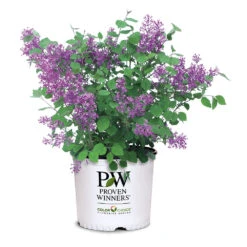 Bloomerang® Lilac Shrub 13 Bloomerang® Lilac Shrub -Garden Oasis Bloomerang Lilac Shrub 7 3G