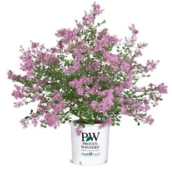 Bloomerang® Lilac Shrub 14 Bloomerang® Lilac Shrub -Garden Oasis Bloomerang Lilac Shrub 8 5G