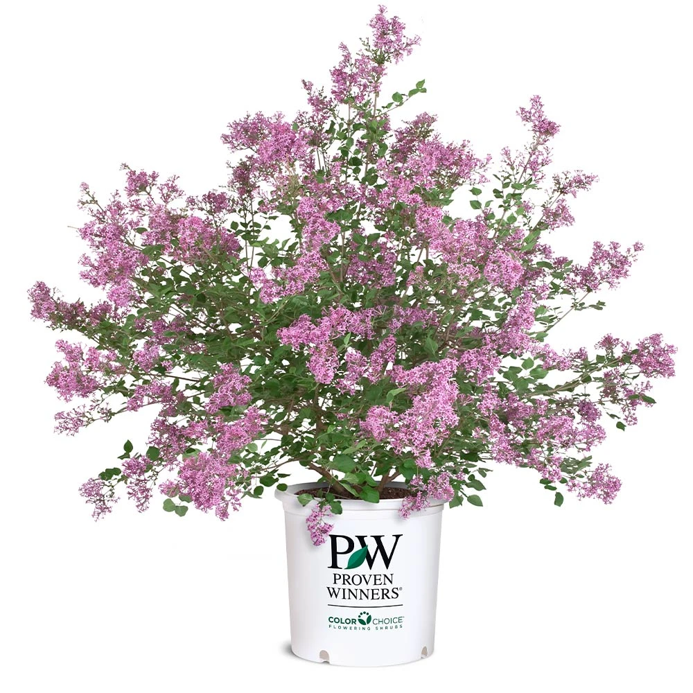 Bloomerang® Lilac Shrub 7 Bloomerang® Lilac Shrub - Image 7