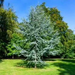 Blue Atlas Cedar Tree 5 Blue Atlas Cedar Tree -Garden Oasis Blue Atlas Cedar 2