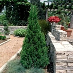 Blue Point Juniper -Garden Oasis Blue Point Juniper 2