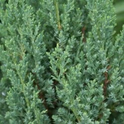 Blue Point Juniper -Garden Oasis Blue Point Juniper 3