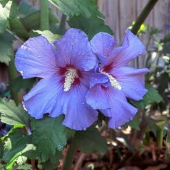 Azurri Blue Satin® Rose Of Sharon Althea Tree -Garden Oasis Blue Satin Rose Of Sharon Tree 2