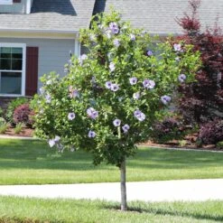 Azurri Blue Satin® Rose Of Sharon Althea Tree -Garden Oasis Blue Satin Rose Of Sharon Tree 3 44946843 a3ea 4054 b02e a6db3052ceb9
