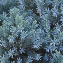 Blue Star Juniper Shrub -Garden Oasis Blue Star Juniper 2