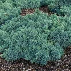 Blue Star Juniper Shrub -Garden Oasis Blue Star Juniper 4