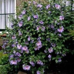 Bluebird Rose Of Sharon Hibiscus Shrub -Garden Oasis Bluebird Hibiscus 2