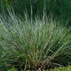 Blues Little Bluestem Grass -Garden Oasis Bluestem Grass The Blues 4