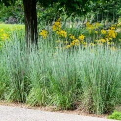 Blues Little Bluestem Grass -Garden Oasis Bluestem Grass The Blues 5 FGT
