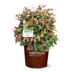 Blush Pink™ Nandina Shrub -Garden Oasis Blush Pink Nandina 6