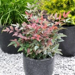 Blush Pink™ Nandina Shrub -Garden Oasis Blush Pink Nandina FGT 5