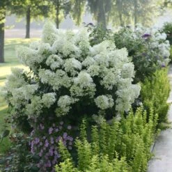 Bobo® Hydrangea Shrub -Garden Oasis Bobo Hyrangea 2 FGT
